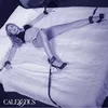 CalExotics D-241426 716770108456 Photo 6